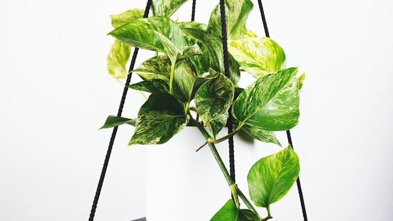 世界杯小组赛精彩集锦回放，球迷欢呼场景